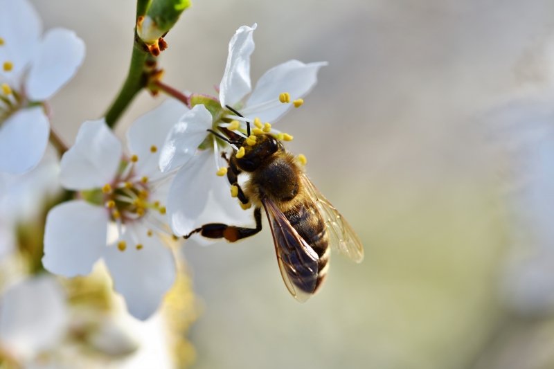 jardinerie-CANTARON-min_bee-4092986